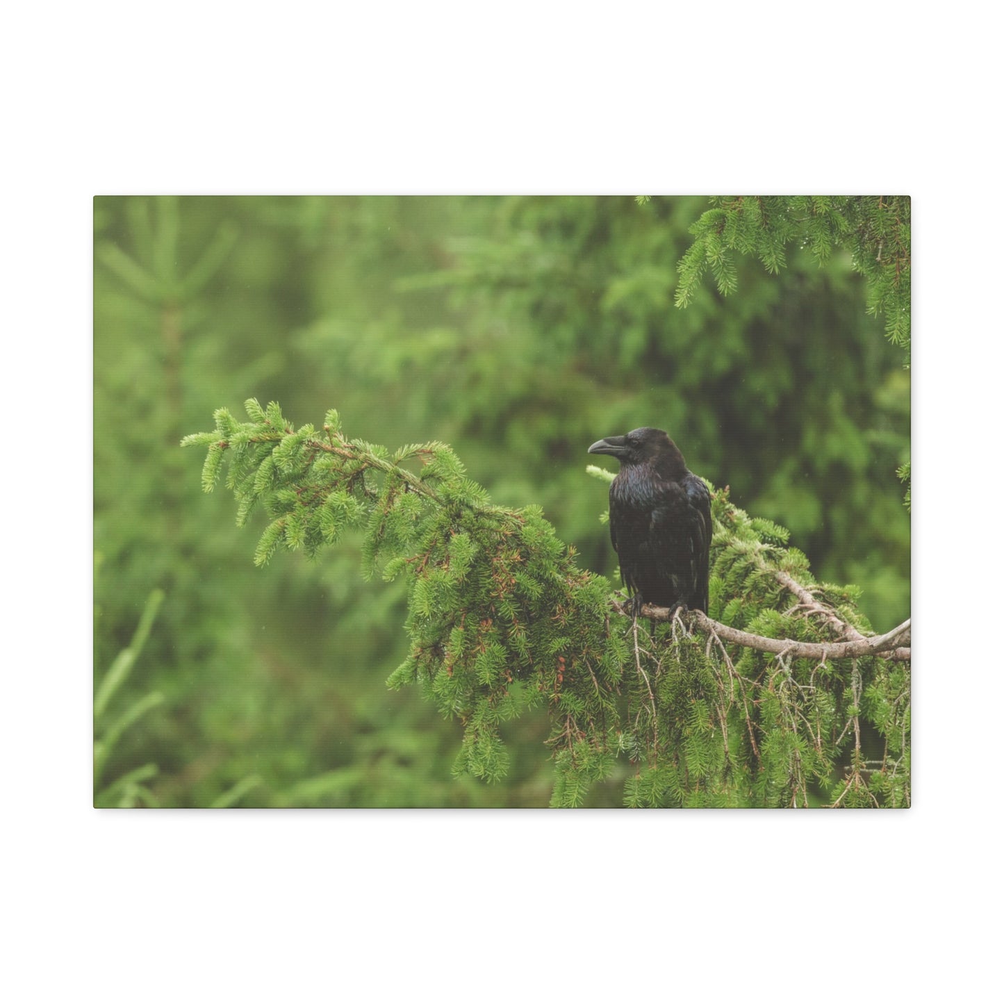 Raven on Evergreen Branch Matte Stretched Canvas Wall Art