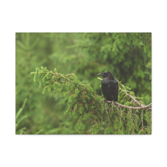 Raven on Evergreen Branch Matte Stretched Canvas Wall Art