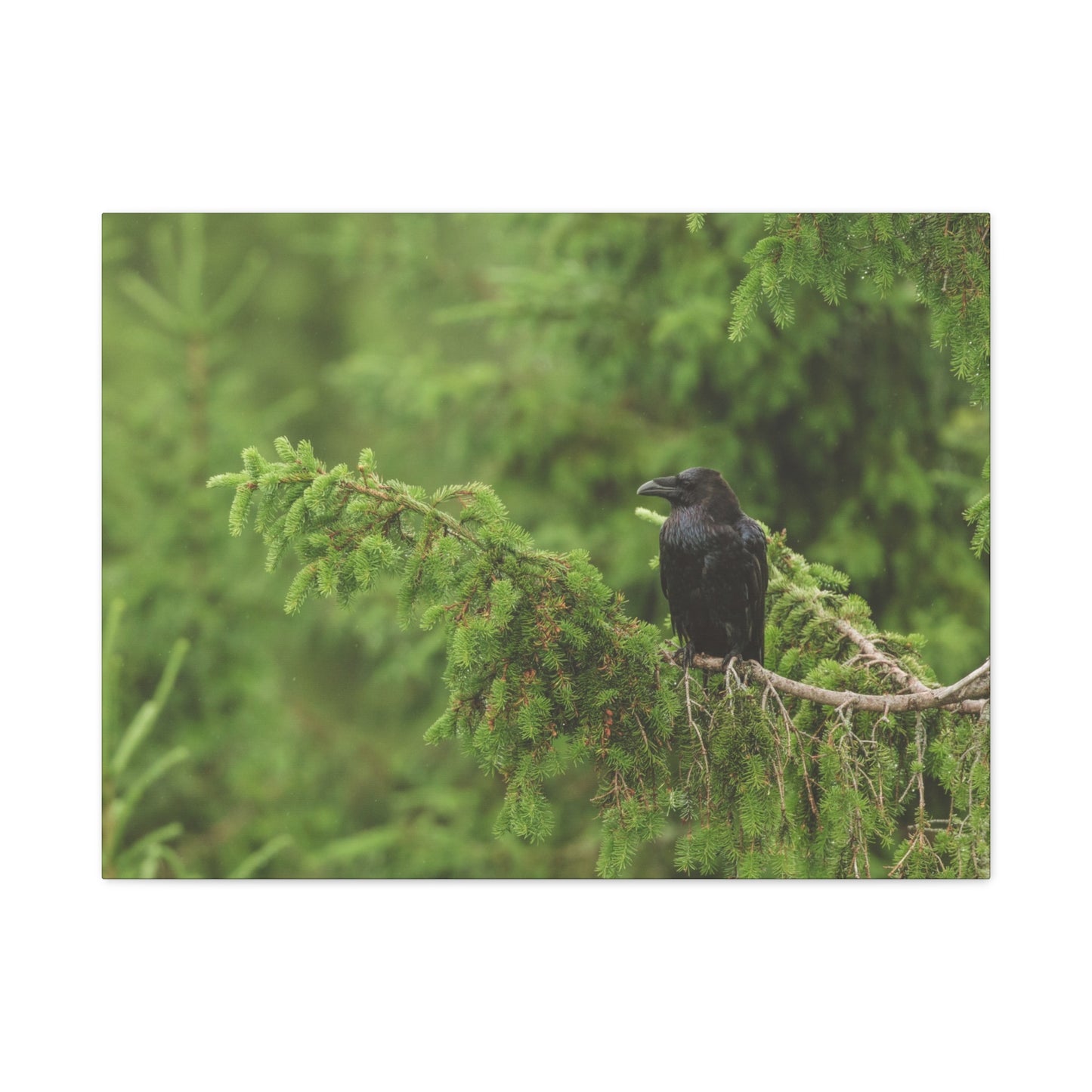 Raven on Evergreen Branch Matte Stretched Canvas Wall Art