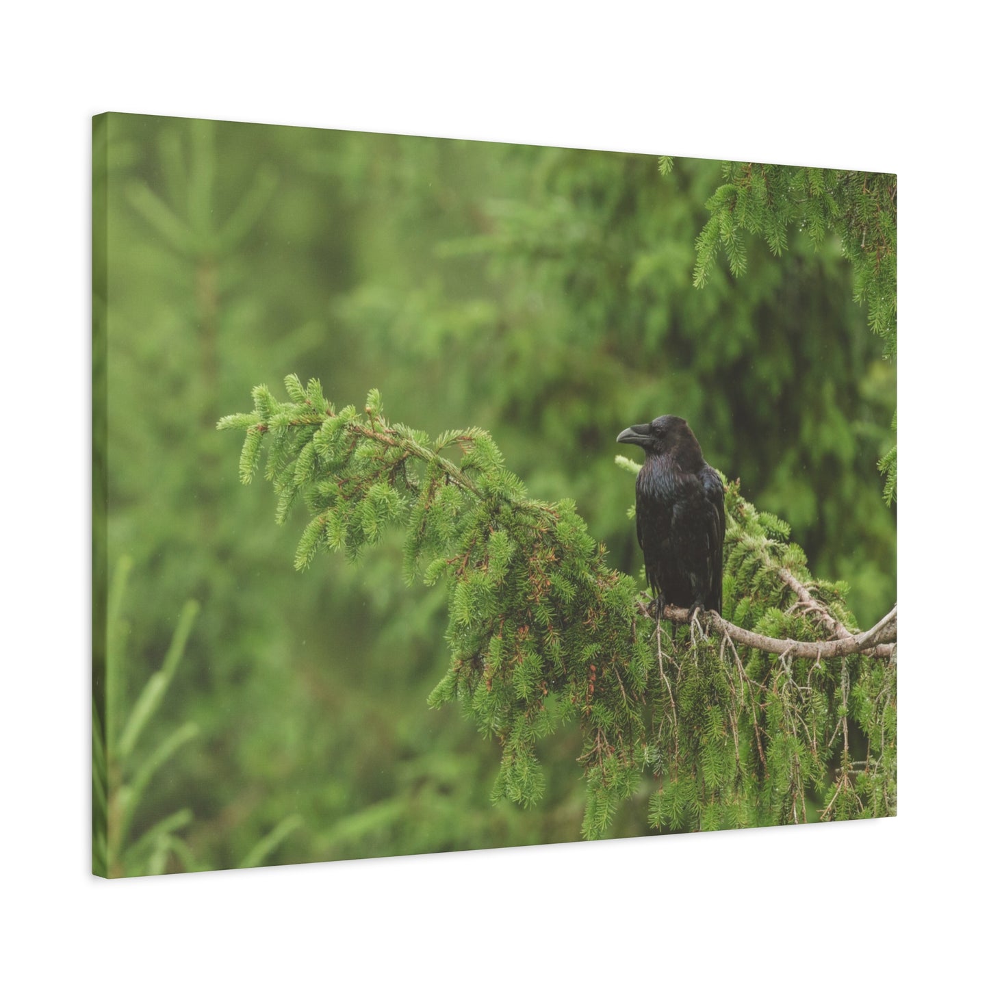 Raven on Evergreen Branch Matte Stretched Canvas Wall Art