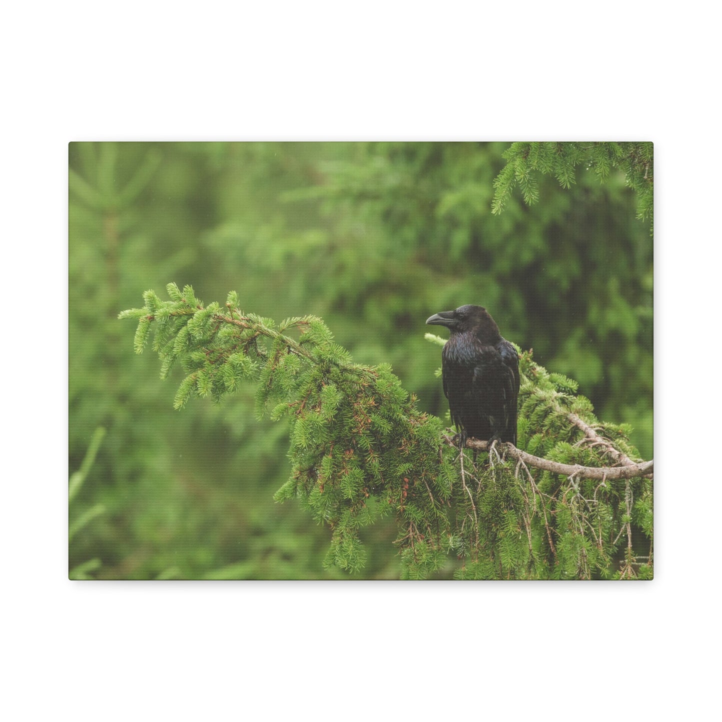Raven on Evergreen Branch Matte Stretched Canvas Wall Art