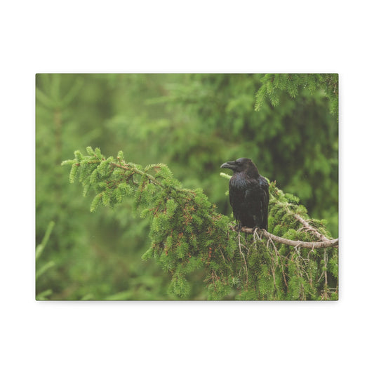 Raven on Evergreen Branch Matte Stretched Canvas Wall Art