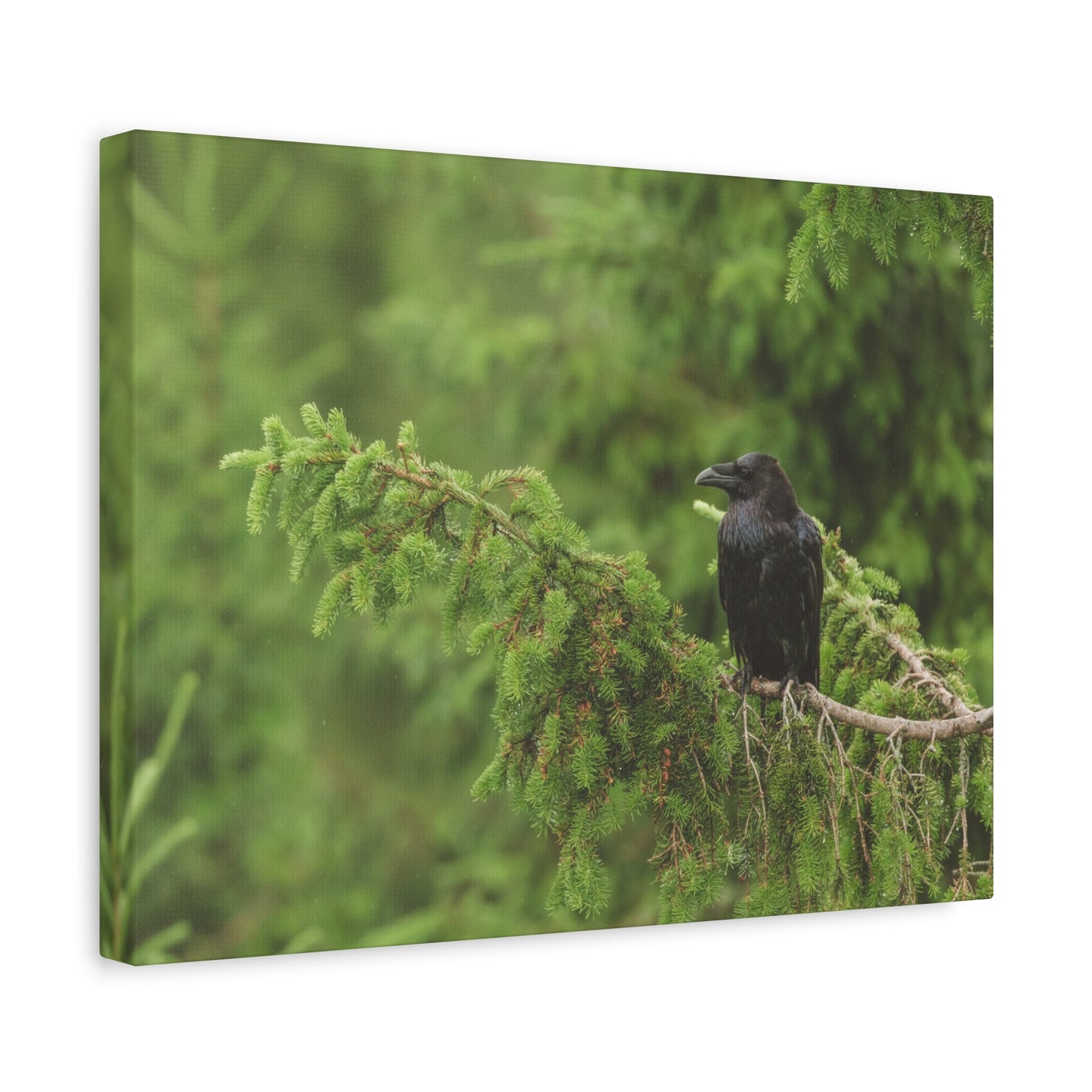 Raven on Evergreen Branch Matte Stretched Canvas Wall Art